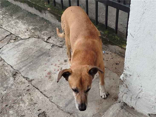 Cao - Macho Médio6 anos Acima