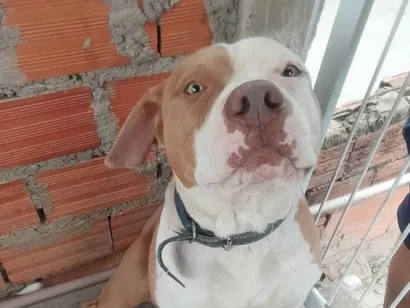 Cao Pit-Bull Grande 1-ano