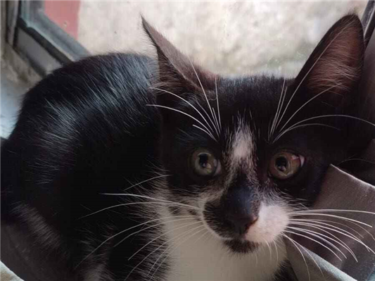 Gato para adoção Fêmea Pequeno 2 a 6 meses