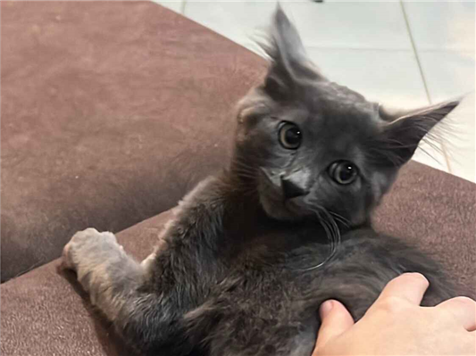 Gato para adoção Macho Médio 1 ano