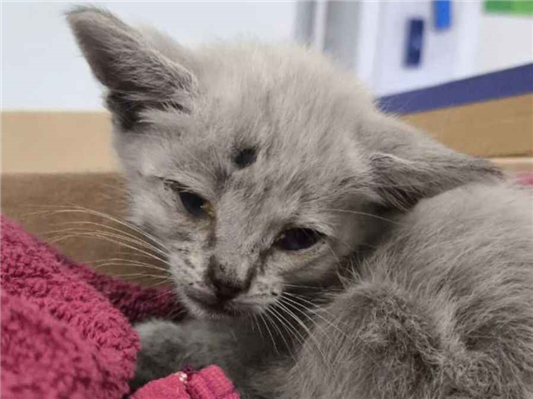 Gato para adoção Macho Pequeno Abaixo de 2 meses