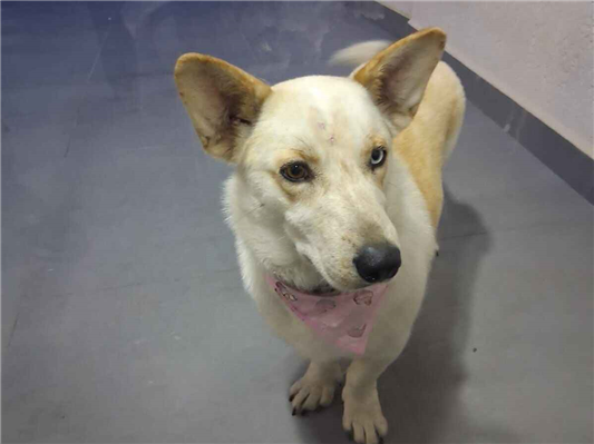 Cachorro cão para adoção Fêmea Médio  2 anos 