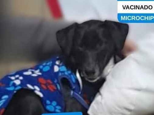 Cachorro cão para adoção Macho Médio  1 ano 