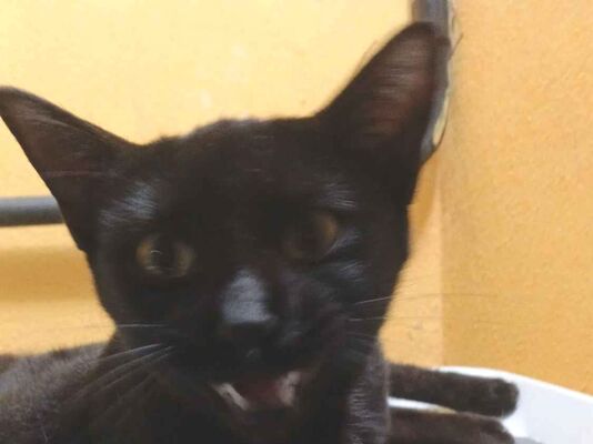 Gato para adoção Fêmea Pequeno 1 ano