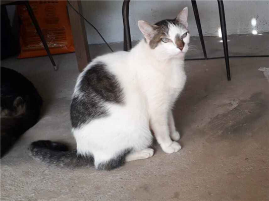 Gato para adoção Ambos Grande 3 anos