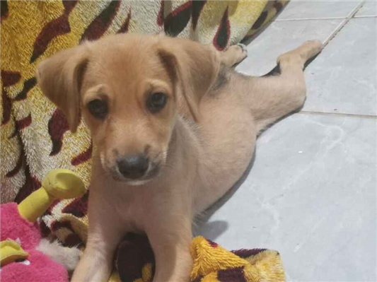 Cachorro cão para adoção Macho Pequeno 2 a 6 meses 