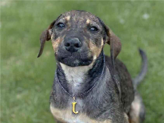 Cachorro cão para adoção Fêmea Médio  2 a 6 meses 