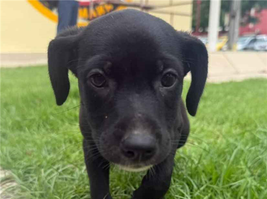 Cachorro cão para adoção Fêmea Pequeno 2 a 6 meses 