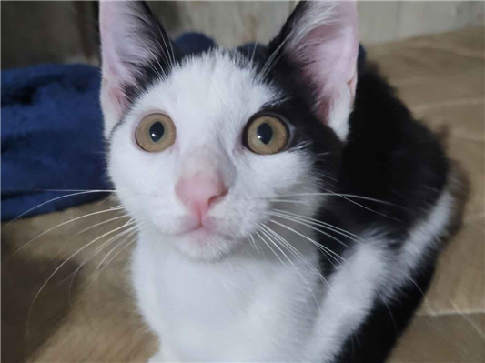 Gato para adoção Fêmea Pequeno 2 a 6 meses