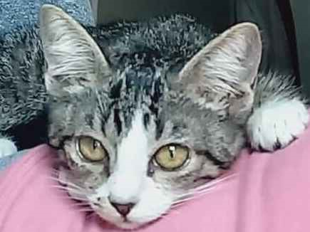 Gato para adoção Macho Pequeno 2 a 6 meses