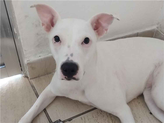 Cachorro cão para adoção Fêmea Grande 7 a 11 meses 