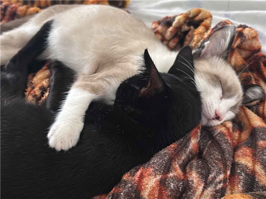 Gato para adoção Ambos Pequeno 2 a 6 meses