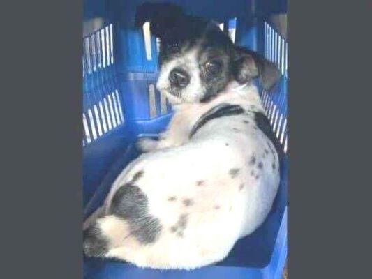 Cachorro cão para adoção Macho Pequeno 2 anos 