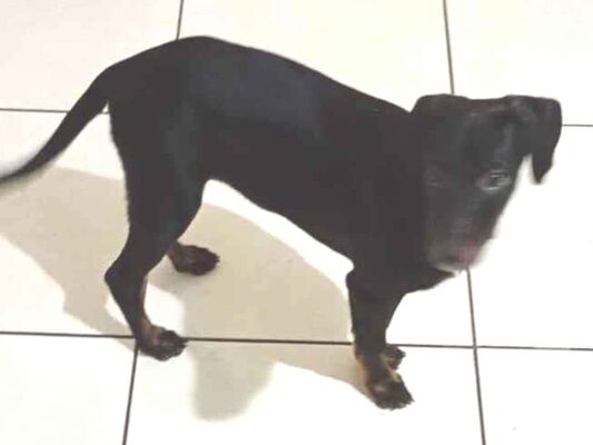 Cachorro cão para adoção Macho Grande 2 a 6 meses 