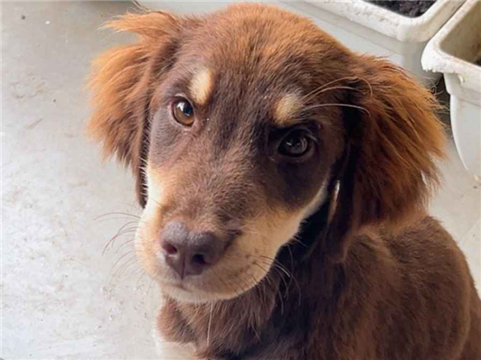 Gato para adoção Macho Médio 2 a 6 meses