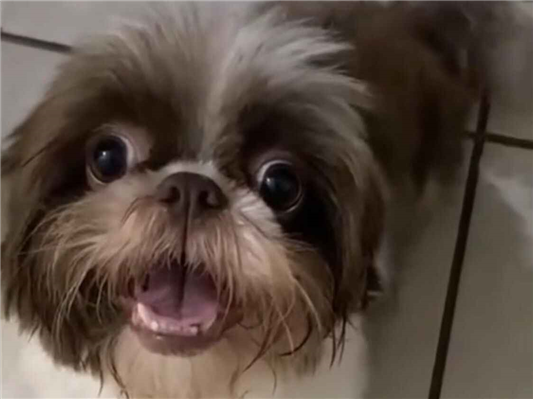 Cao Procura-Perdido Fêmea Pequeno 1 ano 