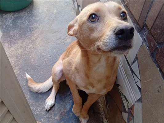 Cachorro cão para adoção Macho Médio  2 anos 