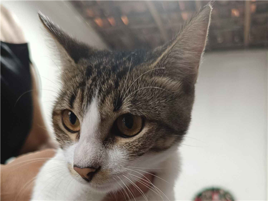 Gato para adoção Ambos Médio 7 a 11 meses