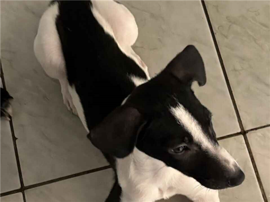 Cachorro cão para adoção Macho Médio  7 a 11 meses 