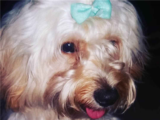 Cachorro cão para adoção Fêmea Médio  6 anos Acima 