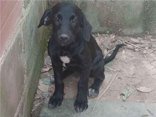 Cachorro cão para adoção Fêmea Médio  2 a 6 meses 