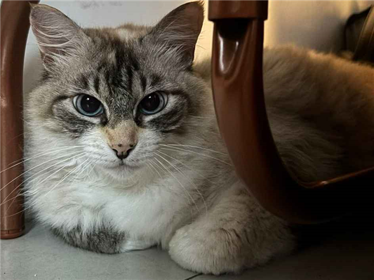 Gato para adoção Fêmea Grande 5 anos