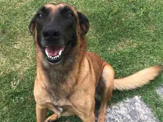 Cachorro cão para adoção Ambos Grande 7 a 11 meses 
