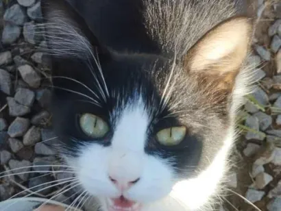 Gato SRD-ViraLata Pequeno 2-a-6-meses