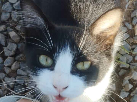 Gato para adoção Ambos Pequeno 2 a 6 meses