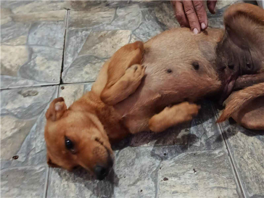 Cachorro cão para adoção Fêmea Médio  1 ano 