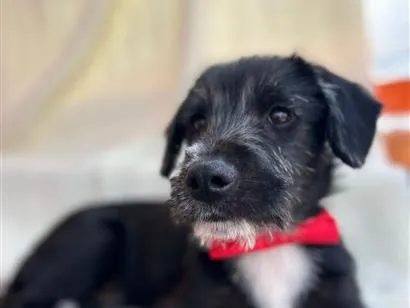 Cao SRD-ViraLata Pequeno 2-a-6-meses