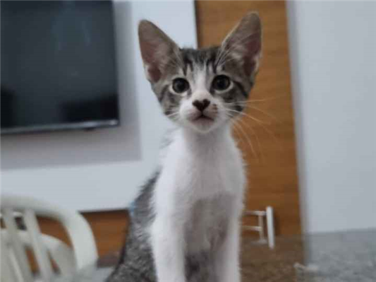 Gato para adoção Ambos Pequeno 2 a 6 meses