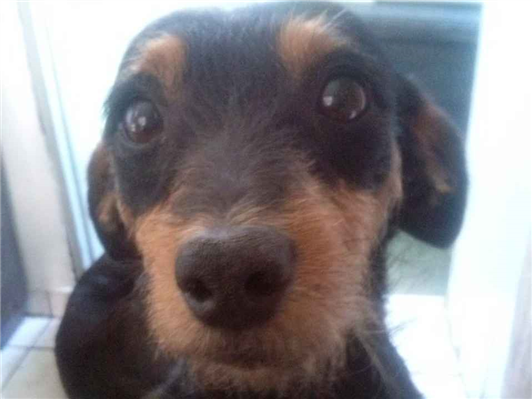 Cao - Macho Médio1 ano