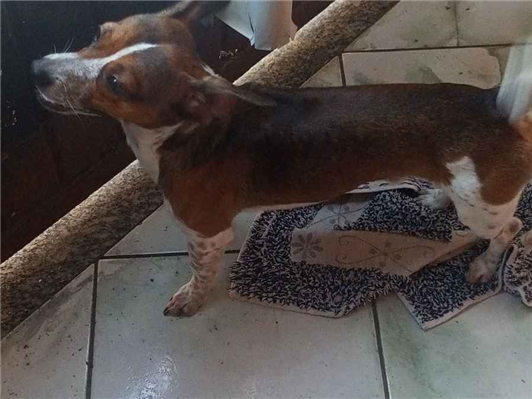 Cachorro cão para adoção Macho Médio  1 ano 