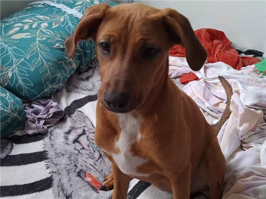 Cachorro cão para adoção Fêmea Médio  2 a 6 meses 