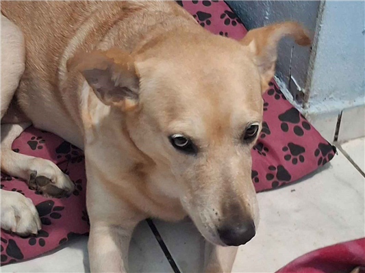 Cachorro cão para adoção Fêmea Médio  3 anos 