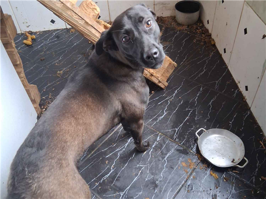 Cachorro cão para adoção Fêmea Médio  7 a 11 meses 