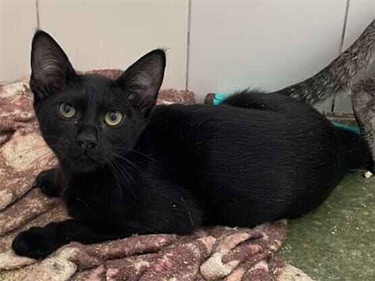 Gato para adoção Macho Pequeno 2 a 6 meses