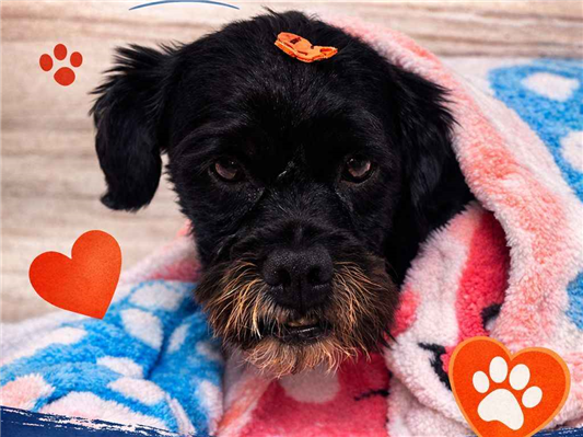 Cachorro cão para adoção Macho Médio  6 anos Acima 