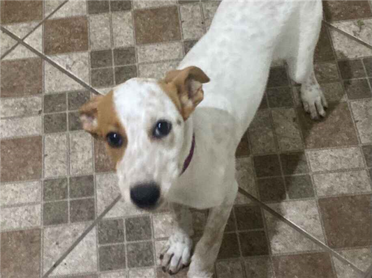Cachorro cão para adoção Fêmea Médio  2 a 6 meses 