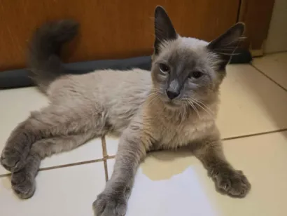 Gato SRD-ViraLata Pequeno 2-a-6-meses