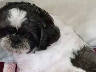 Cachorro cão para adoção Macho Pequeno 6 anos Acima 