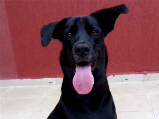 Cachorro cão para adoção Macho Médio  6 anos Acima 