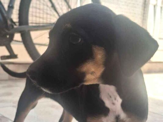 Cachorro cão para adoção Fêmea Pequeno 2 a 6 meses 