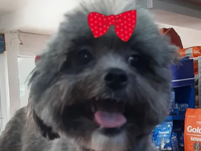 Cao Shitzu Pequeno 3-anos