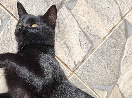 Gato para adoção Ambos Médio 7 a 11 meses