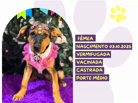 Cachorro cão para adoção Fêmea Médio  2 a 6 meses 