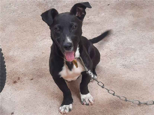 Cachorro cão para adoção Macho Médio  7 a 11 meses 