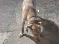 Cachorro cão para adoção Fêmea Médio  1 ano 