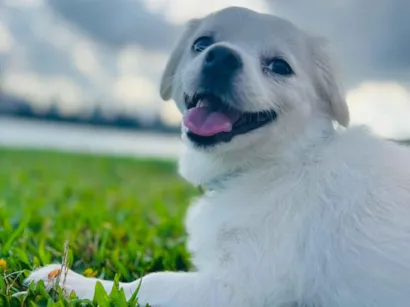 Cao SRD-ViraLata Pequeno 6-anos-Acima